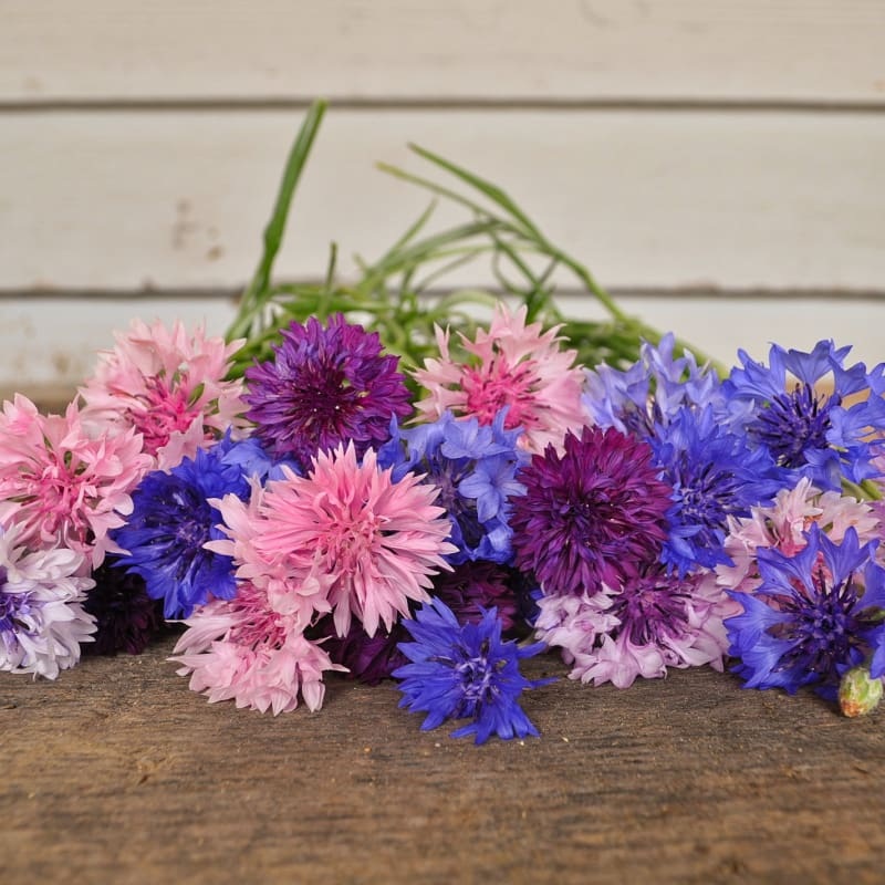 Tall Mix Centaurea