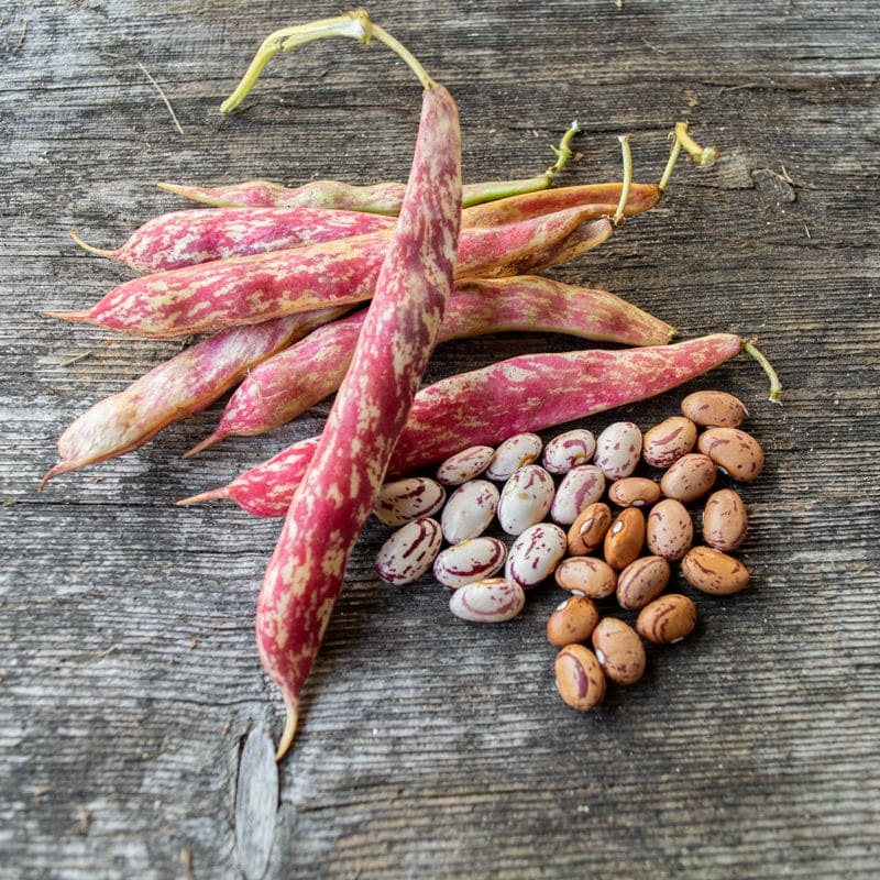 Taylor Horticultural Cranberry Dried Bean (65-80 Days)