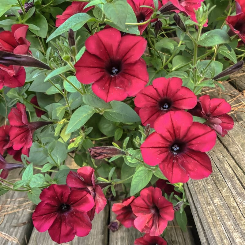 Tidal Wave Red Velour Petunia