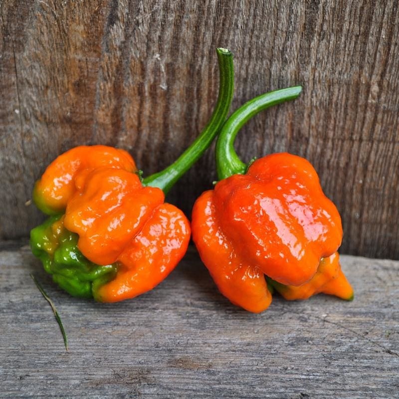 Trinidad Scorpion Pepper (100 Days)