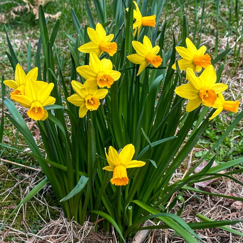 Tte  Tte Narcissus