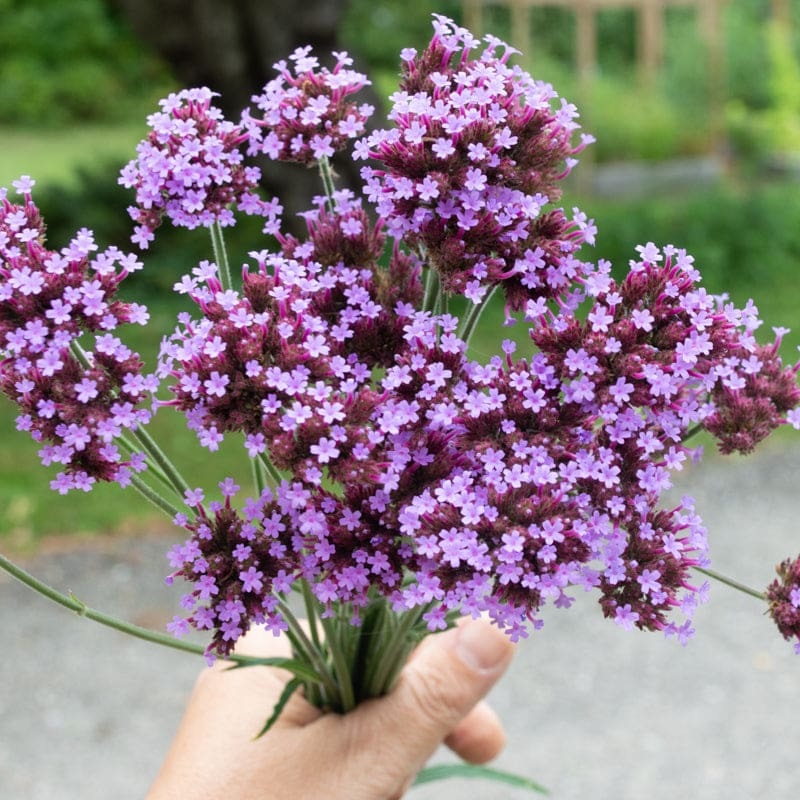 Verbena Bonariensis
