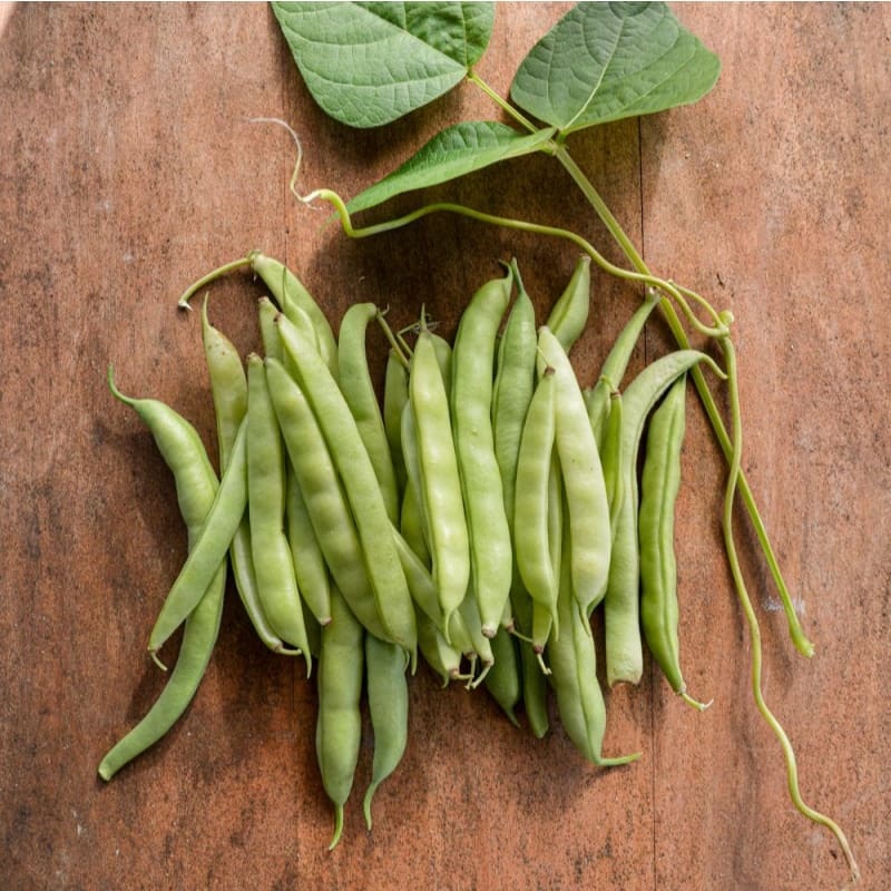 Volunteer Half Runner Bean (60 Days)