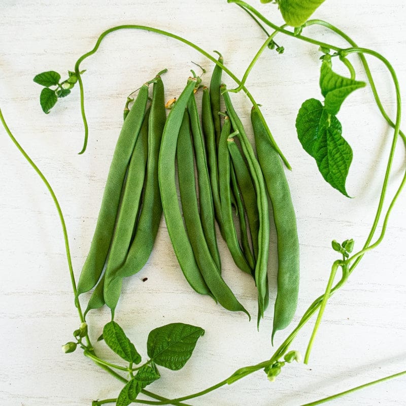1500 Year Old Cave Pole Bean (90 Days)