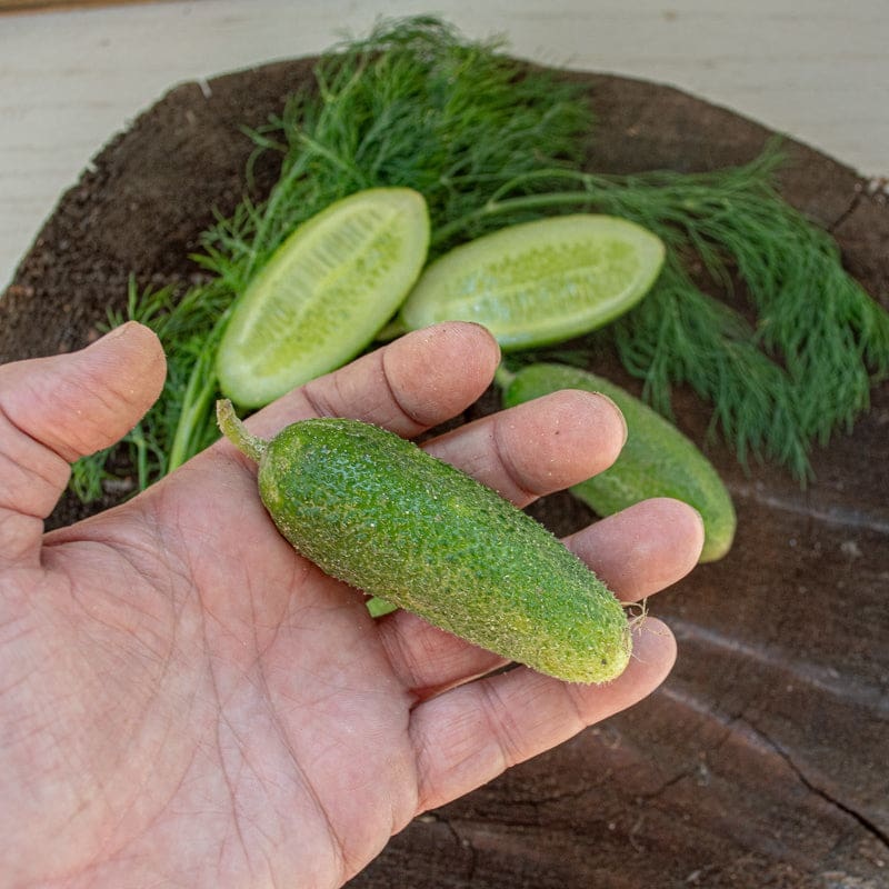 Adam Cucumber (Organic F1 Hybrid 48 Days)