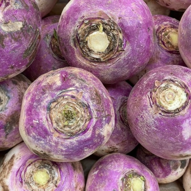 American Purple Top Rutabaga (100 Days)