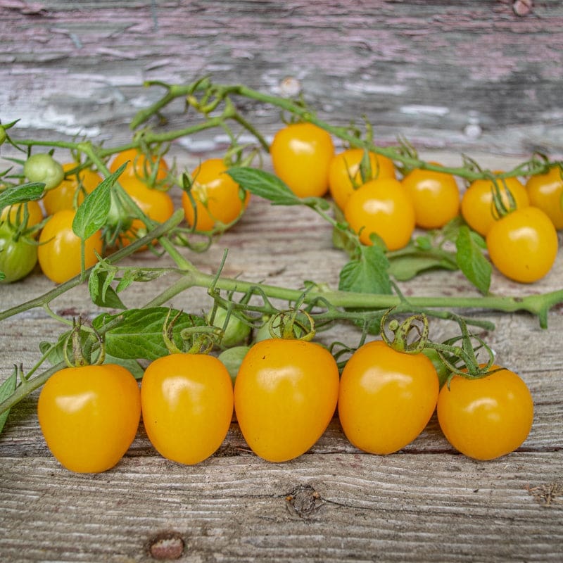 Apple Yellow Tomato (F1 Hybrid 62 Days)