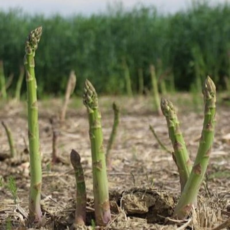 Asparagus ‘Mary Washington’