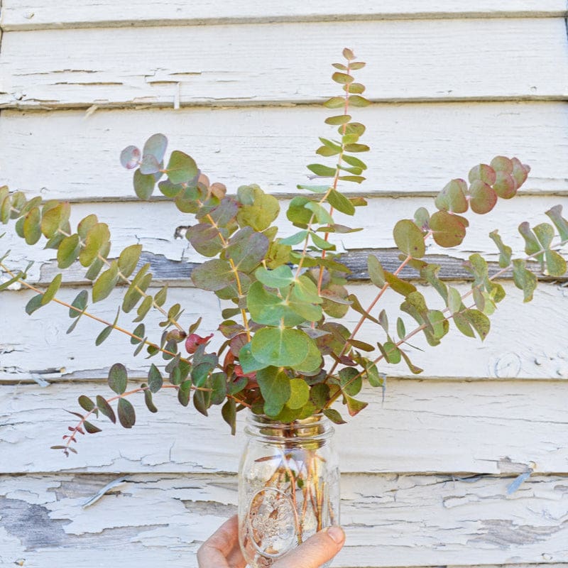 Baby Blue Bouquet Eucalyptus