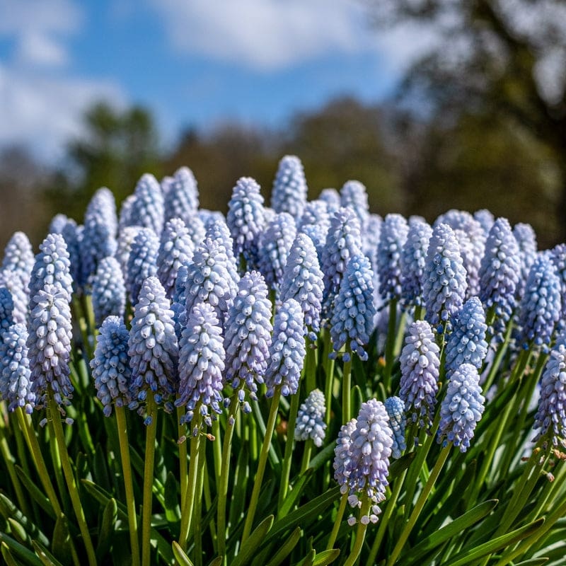 Baby’s Breath Muscari