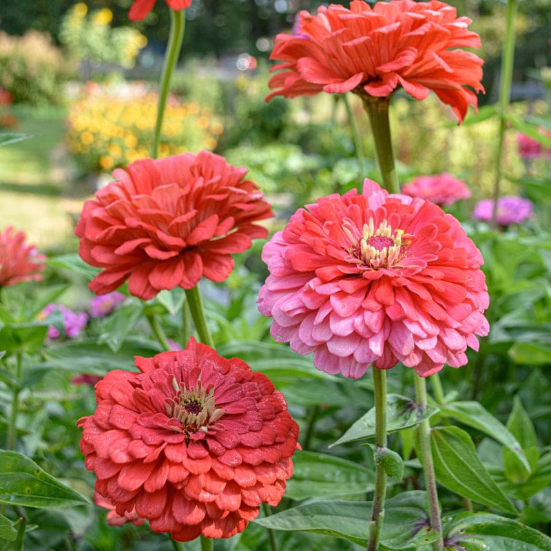 Benary’s Giant Coral Zinnia