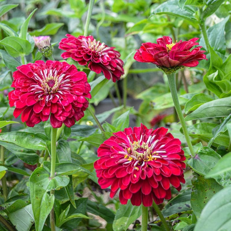 Benary’s Giant Deep Red Zinnia