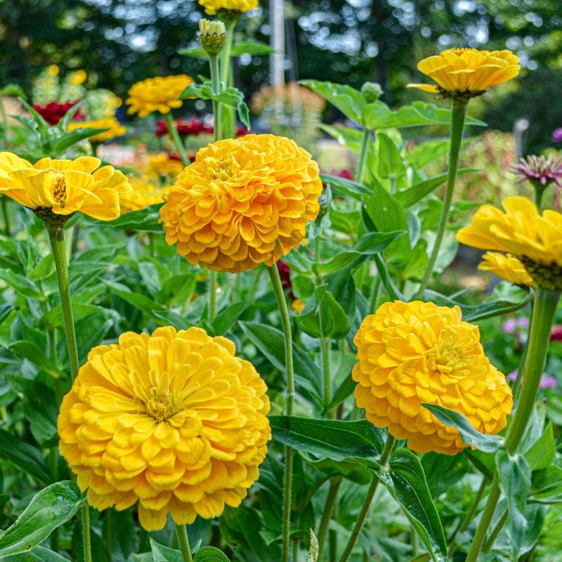 Benary’s Giant Golden Yellow Zinnia