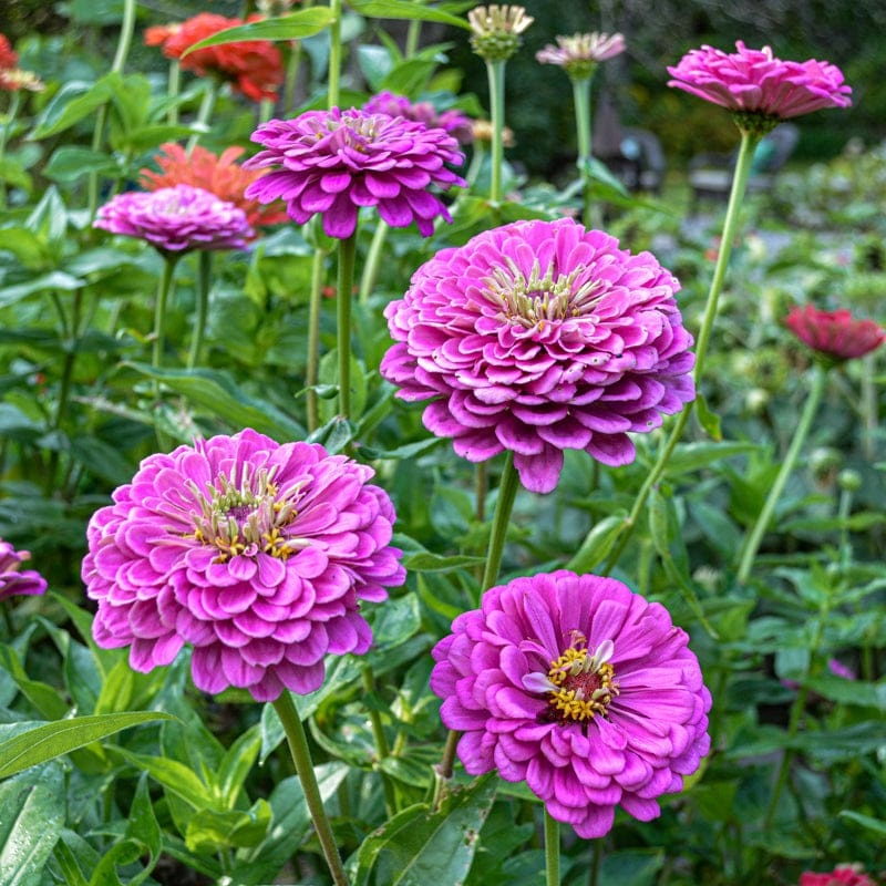 Benary’s Giant Lilac Zinnia