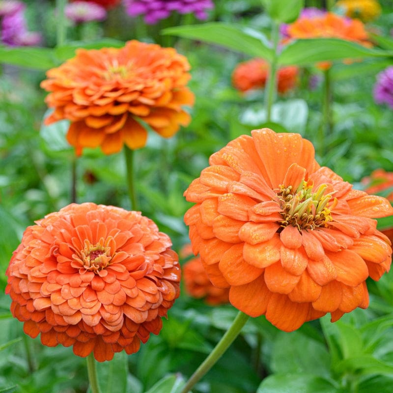 Benary’s Giant Orange Zinnia