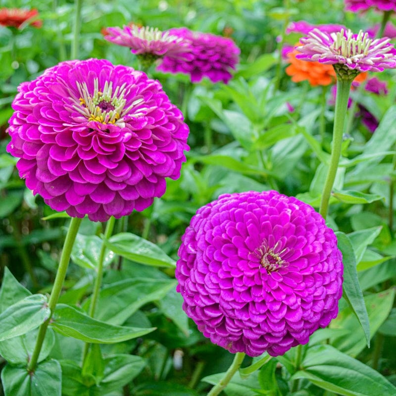 Benary’s Giant Purple Zinnia