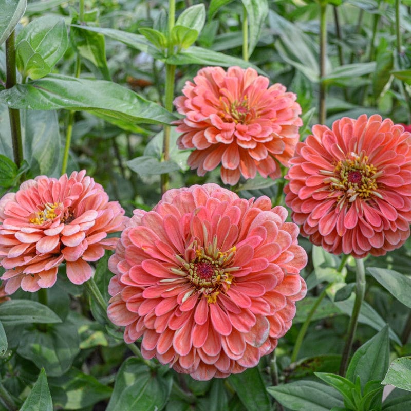 Benary’s Giant Salmon Rose Zinnia