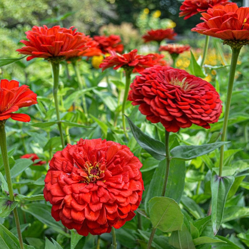 Benary’s Giant Scarlet Zinnia