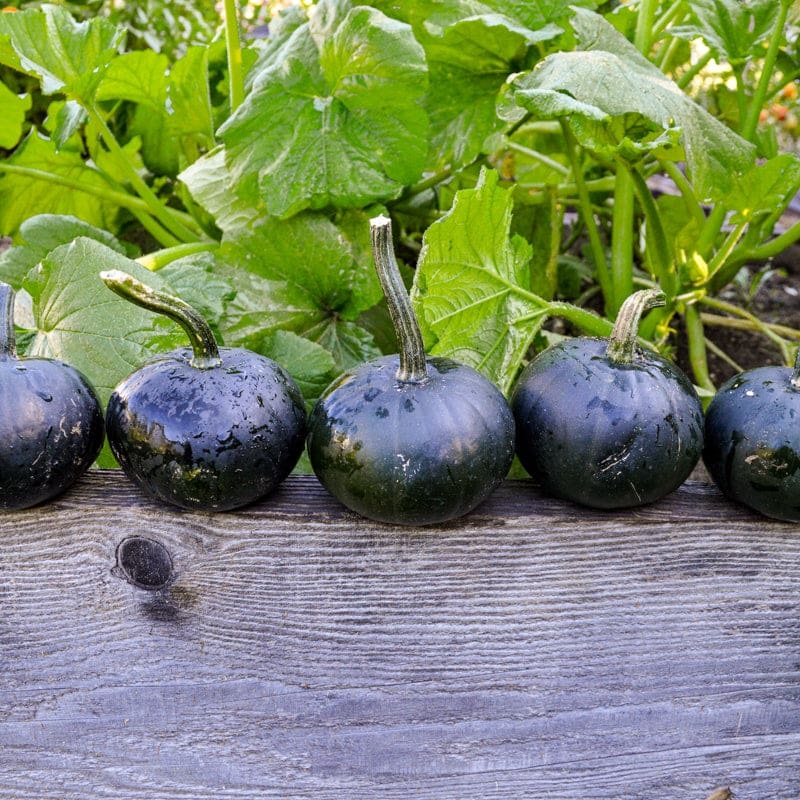 Black Bear Pumpkin (F1 Hybrid 80 Days)