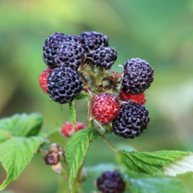 Black Raspberry ‘Jewel’