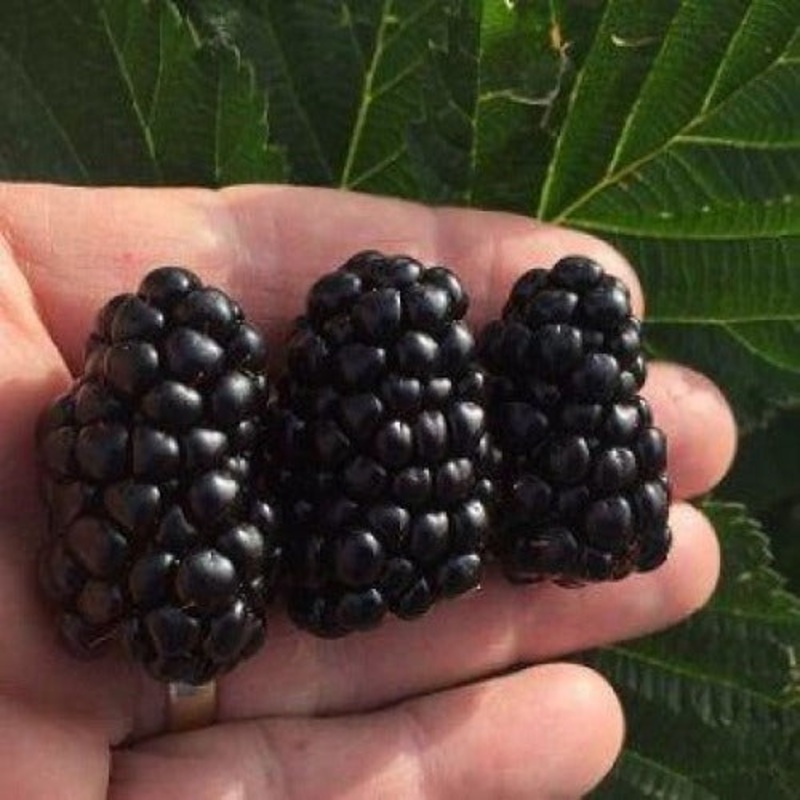 Blackberry ‘Caddo’