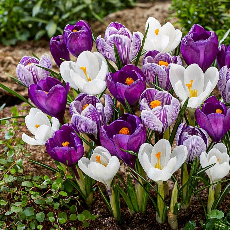 Blue Moon Crocus Mix