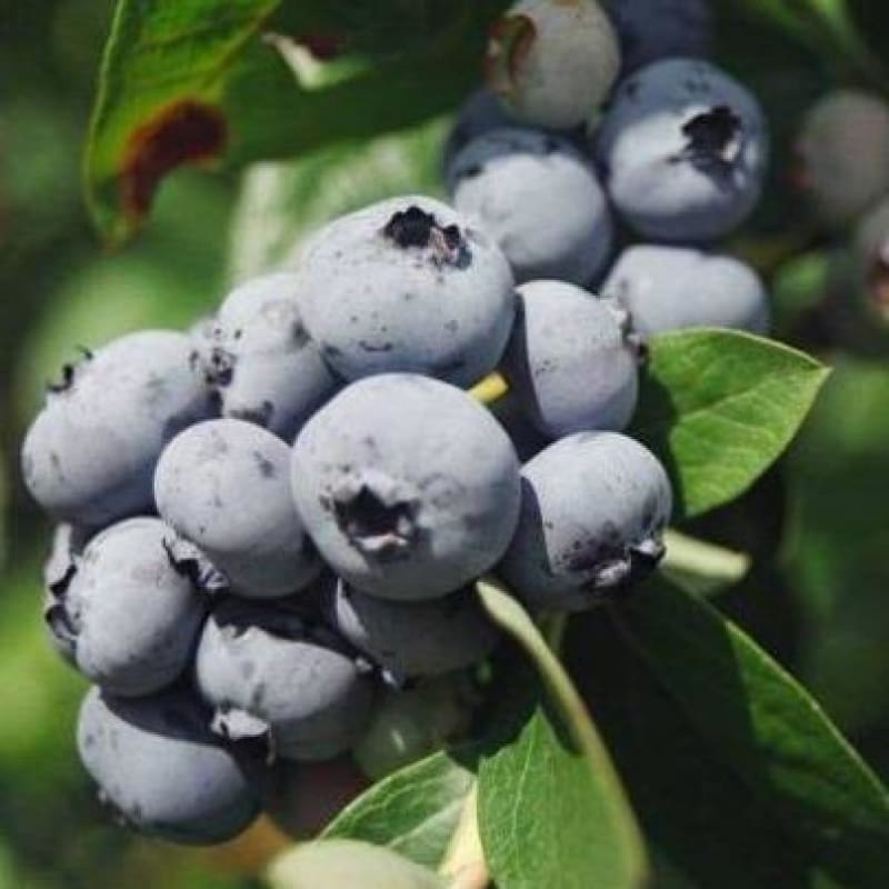 Blueberry ‘Patriot’