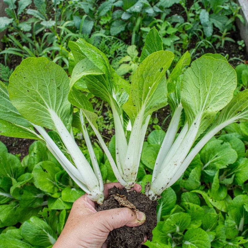 Bopak Pak Choi (Organic F1 Hybrid 50 Days)
