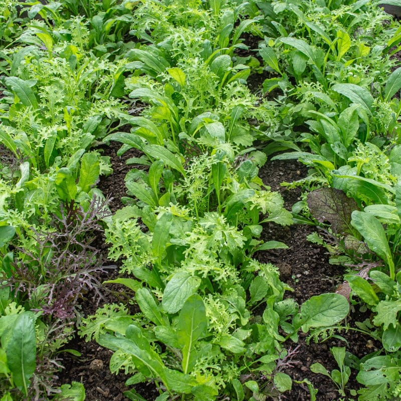 Braising Greens Mix (1 oz)