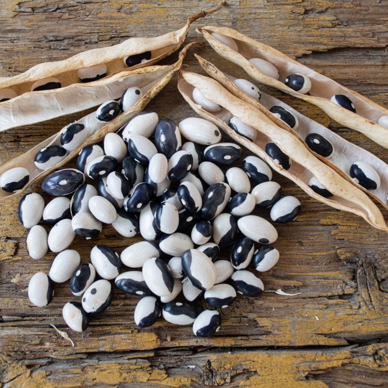 Calypso Bush Dried Bean (70-90 Days)