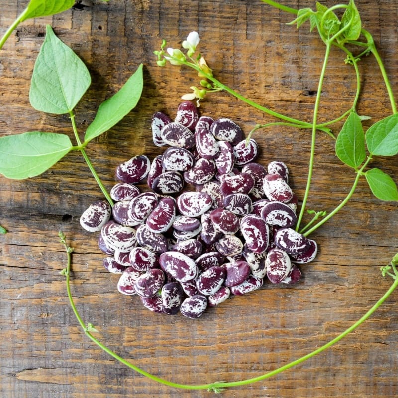 Christmas Lima Pole Bean (85-95 Days)