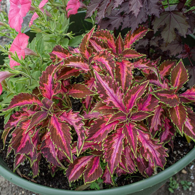 Coral Candy Premium Sun Coleus