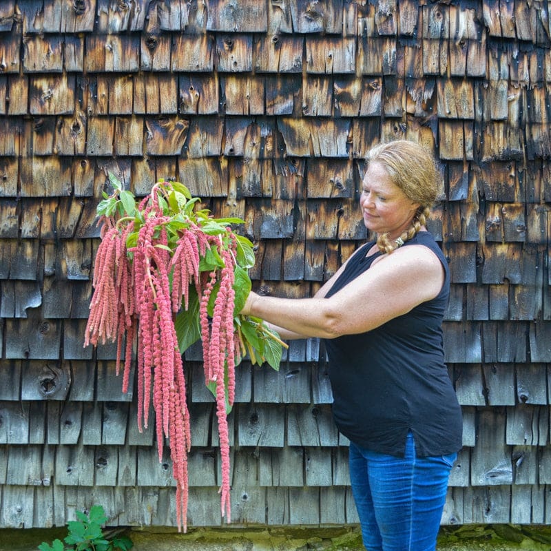 Coral Fountain Amaranth