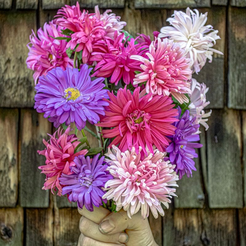 Crego Mix Aster