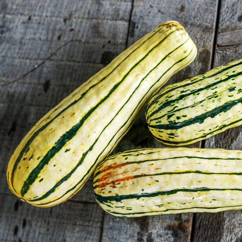 Delicata Squash (Organic Heirloom 97 Days)