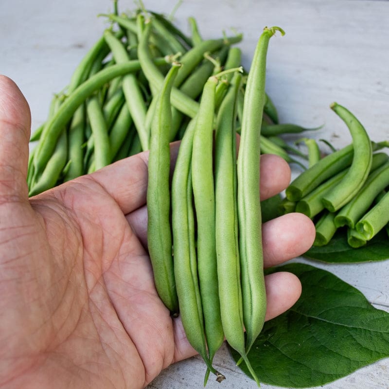Derby Bush Bean (55 Days)