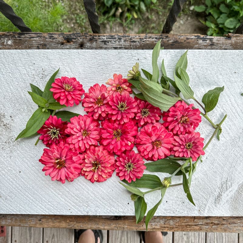 Double Salmon Zahara Zinnia