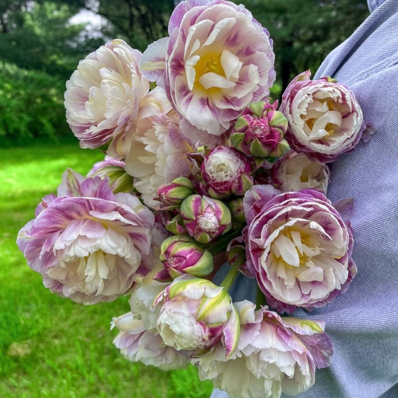 Double Surprise Tulip