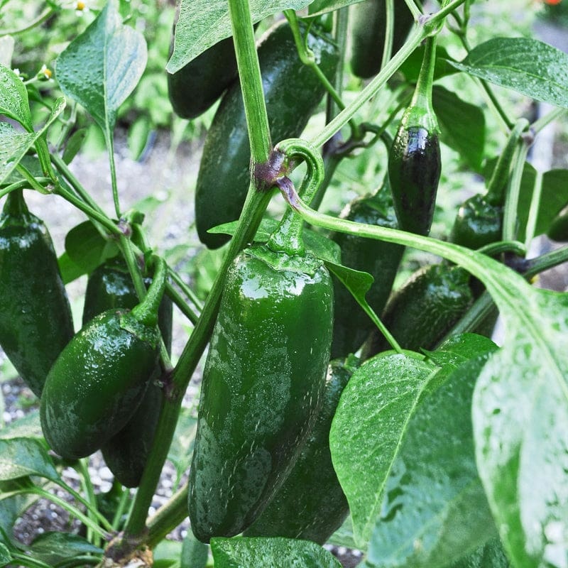 Early Jalapeo Pepper (Organic Heirloom 66 Days)