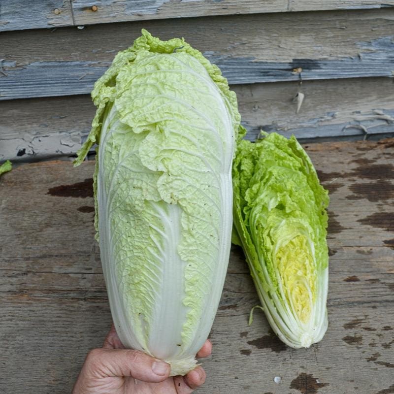 Emiko Chinese Cabbage (Organic F1 Hybrid 60 Days)