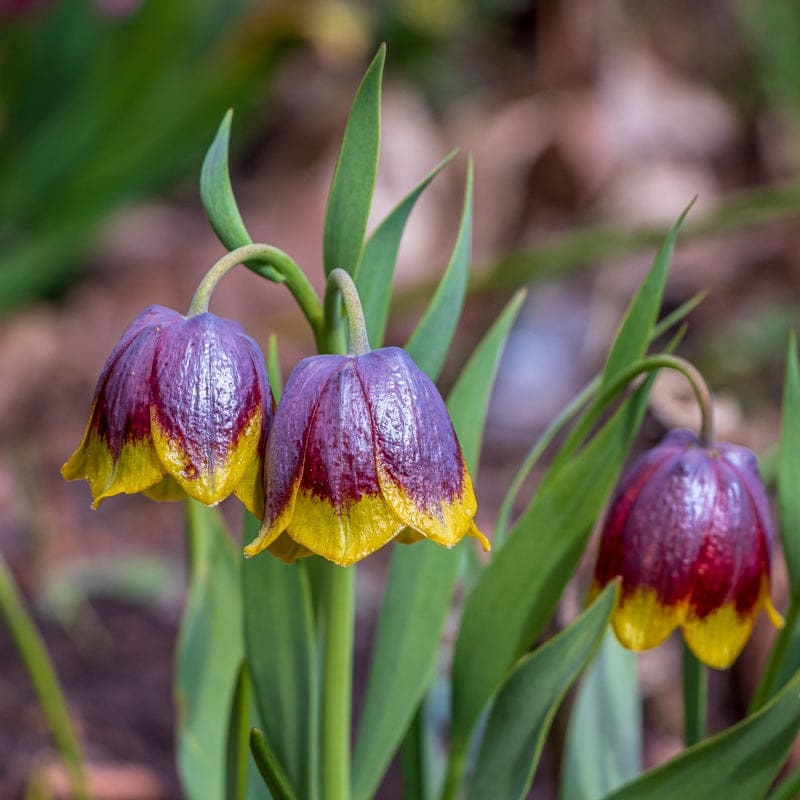 Fritillaria Michailovskyi