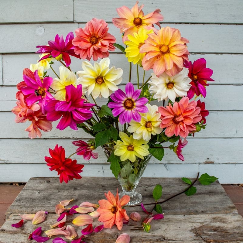 Giant Hybrid Mix Dahlia