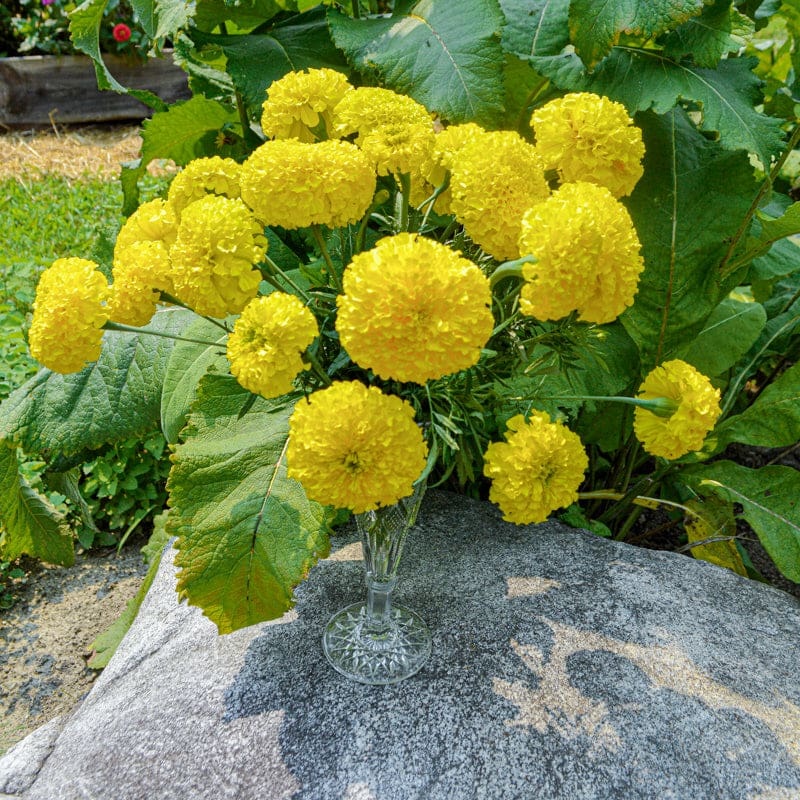 Giant Yellow Marigold