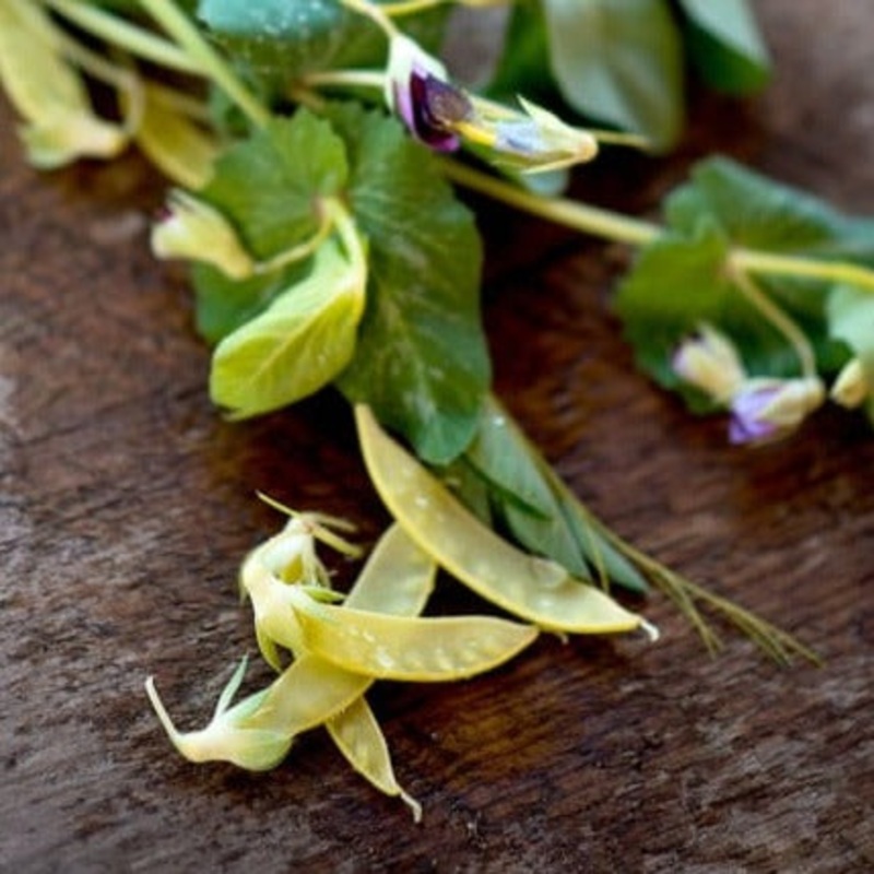 Golden Sweet Snow Pea (Heirloom, 67 Days)