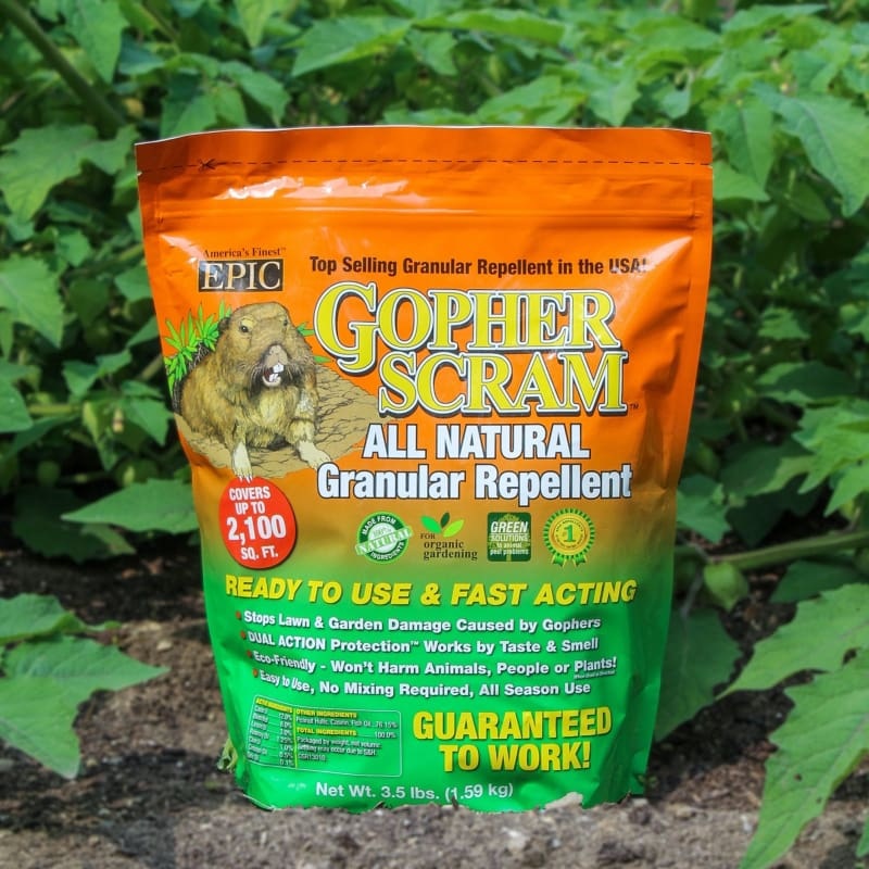 Gopher Scram