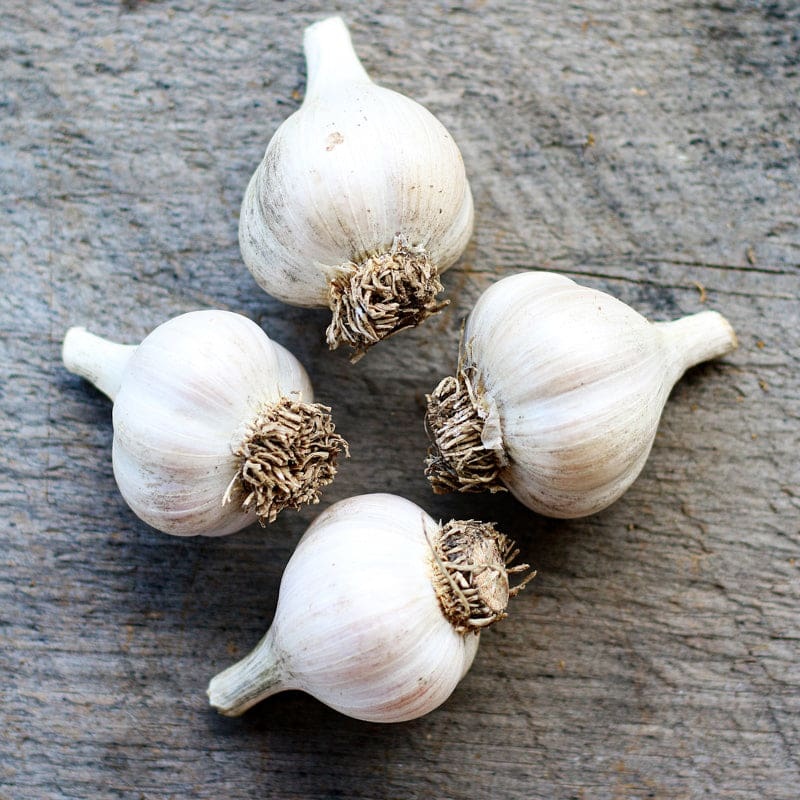 Hardneck Garlic – Georgia Crystal (Fall Planting)