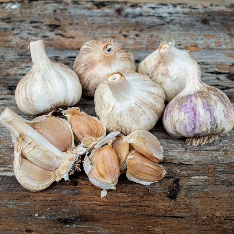 Hardneck Garlic-German Red (Fall Planting)