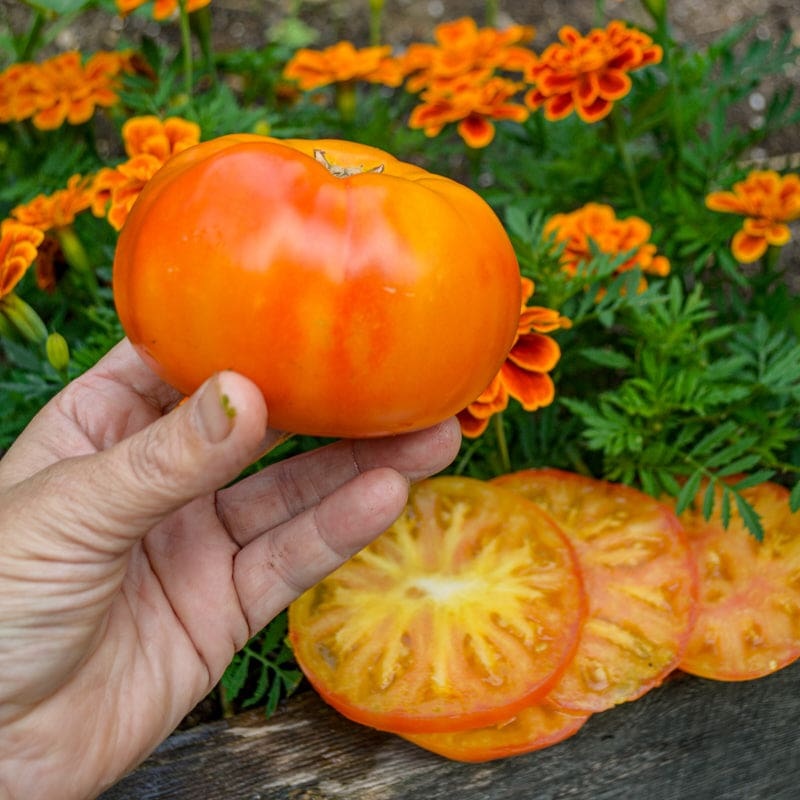 Harvest Moon Tomato (Organic F1 Hybrid 75 Days)