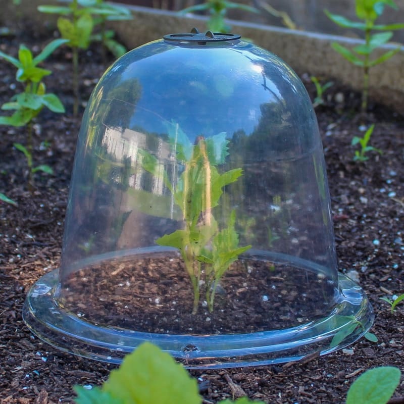 Haxnicks Garden Cloches Baby Size (3 pack)