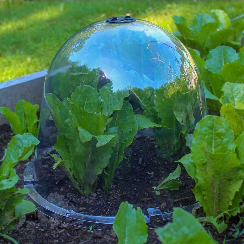 Haxnicks Garden Cloches King Size (2 pack)